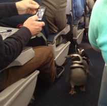 Breaking Science News Researchers discover penguins can indeed fly