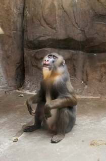 Brother went to the zoo and caught this baboon having an epiphany