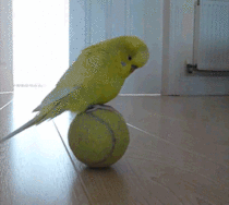 Budgie Balance Ball