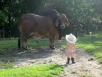 Bull vs toddler