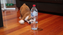 Bulldog Puppy vs Water Bottle
