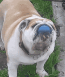 Bulldog surprised when his ball trick works