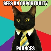 Business Cat at it again