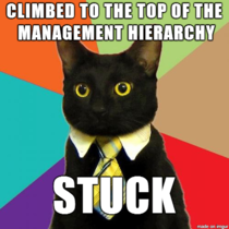 Business cat is a real go-getter