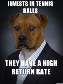 Business Dog