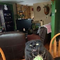 Cactusthe only plant that cats wont mess with