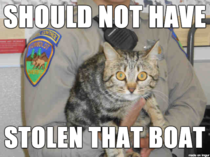 Cakeday Convict Cat
