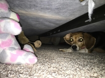 Came across my dogs butt sticking out from under the bed I think I interrupted some sort of secret meeting