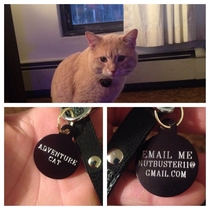 Came home to find my roommate had gotten my cat Harry a new collar