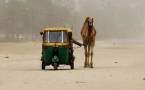 Camel tow