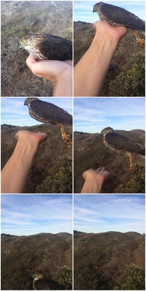 Camera shutter synced with falcons wing flapping speed