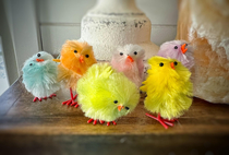 Cant help but laugh at the little deformed chicks my wife bought for Easter
