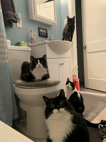 Cant take a shit in peace in this house