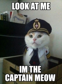 Captain Kitten