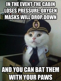 Captain Kitty here with some in-flight safety tips for you