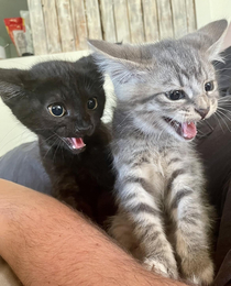 Caption my kitties reaction to meeting their German Shepherd puppy sister for the first time