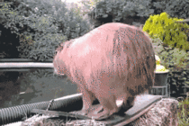 Capybara loves to dive errrr cannonball