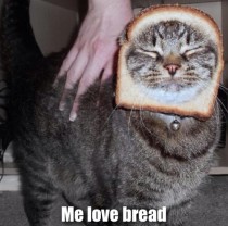 Cat breading