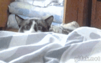 Cat Cautiously Peeks Over Bed