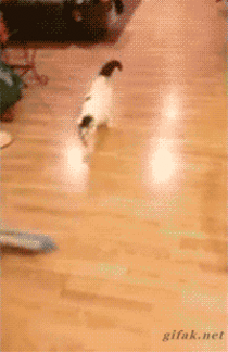 Cat enjoys being pushed across the floor with a broom