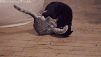Cat fighting in slowmo 