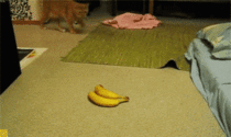 Cat get scared of bananas