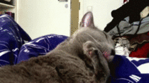 cat gets caught licking itself and forgets about its tongue