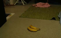 Cat goes bananas