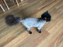 Cat got a haircut due to overly matted fur not sure if keeping part of its old self was the best way to go