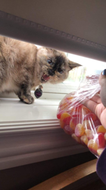Cat hates fuzzy peaches