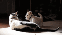 Cat is amused with puppy trying to slap it