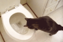 cat is worried about toilet flushing
