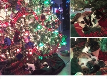 Cat just gave birth under this Christmas Tree