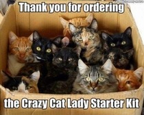 Cat lady starter kit