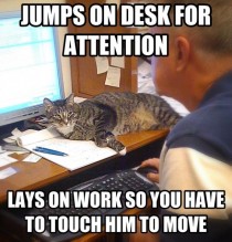 Cat logic how to get attention