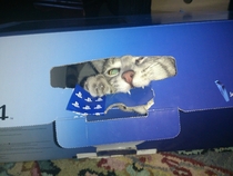 Cat loves my PS box
