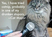 Cat Mayor
