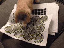 Cat playing with visual print
