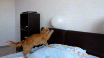 Cat plays with balloon