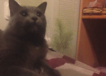 Cat reacts to sounds from tape measure
