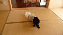 Cat running into a wall