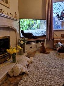 Cat TV hours of fun for everyone