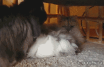 Cat vs Rabbit
