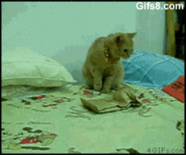 Cat vs Vibrating Paper Bag