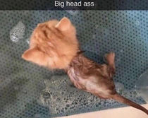 cat with big head