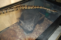 Cat wouldnt leave my snake alone So I tried some role reversal