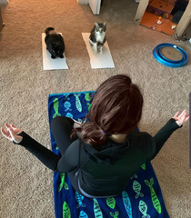 Cat Yoga