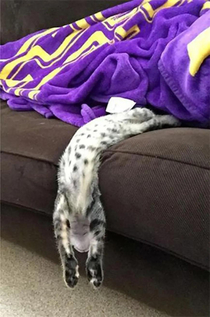 Cat yoga Downward dog