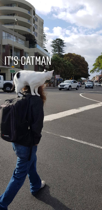 Catman found in the wild