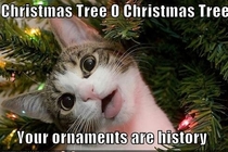 Cats at Christmastime its a tradition